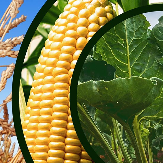 Corn